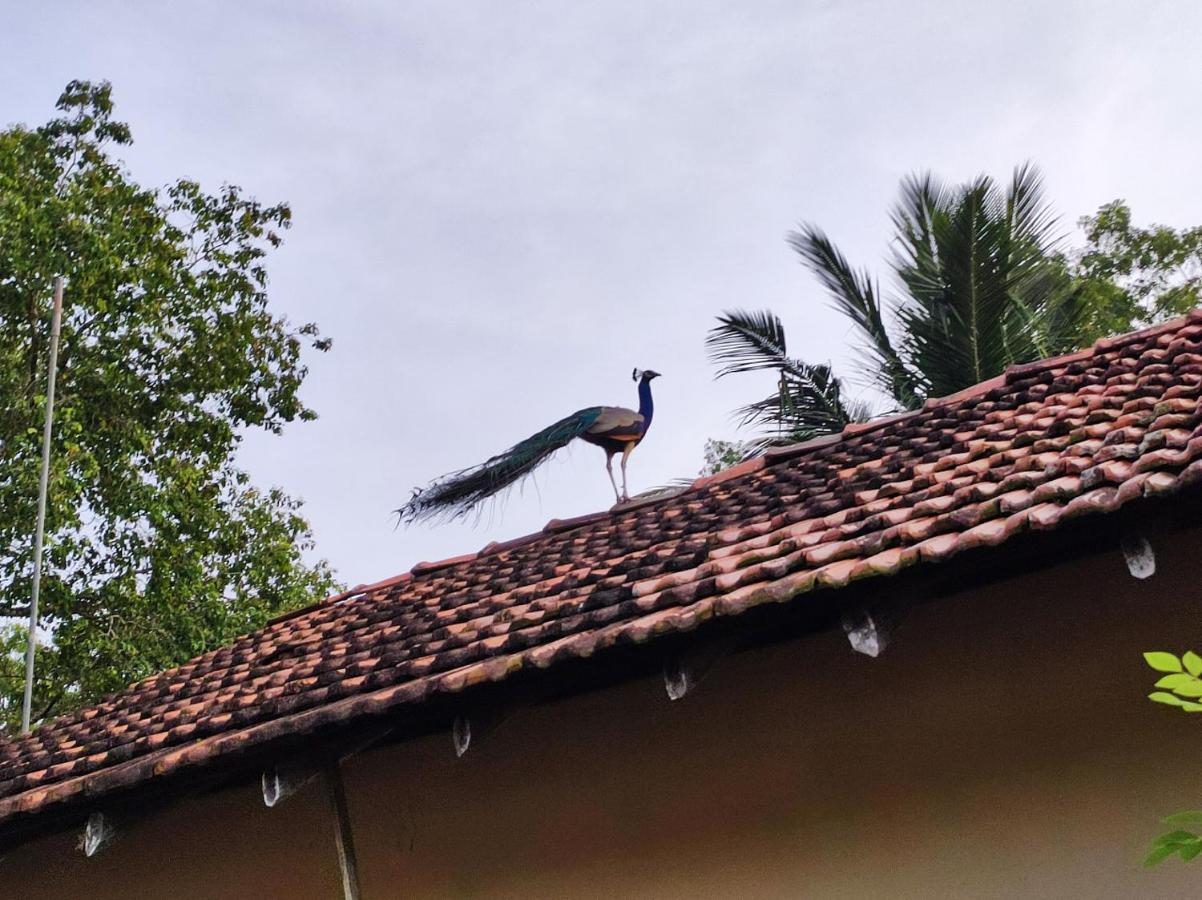 Schatzi'S Hideaway Tangalle Zewnętrze zdjęcie